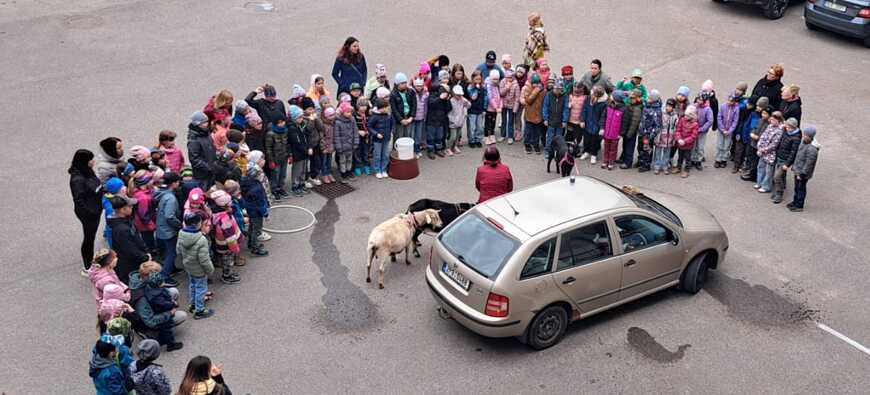 Kozy v družině? Ano! A rovnou čtyři